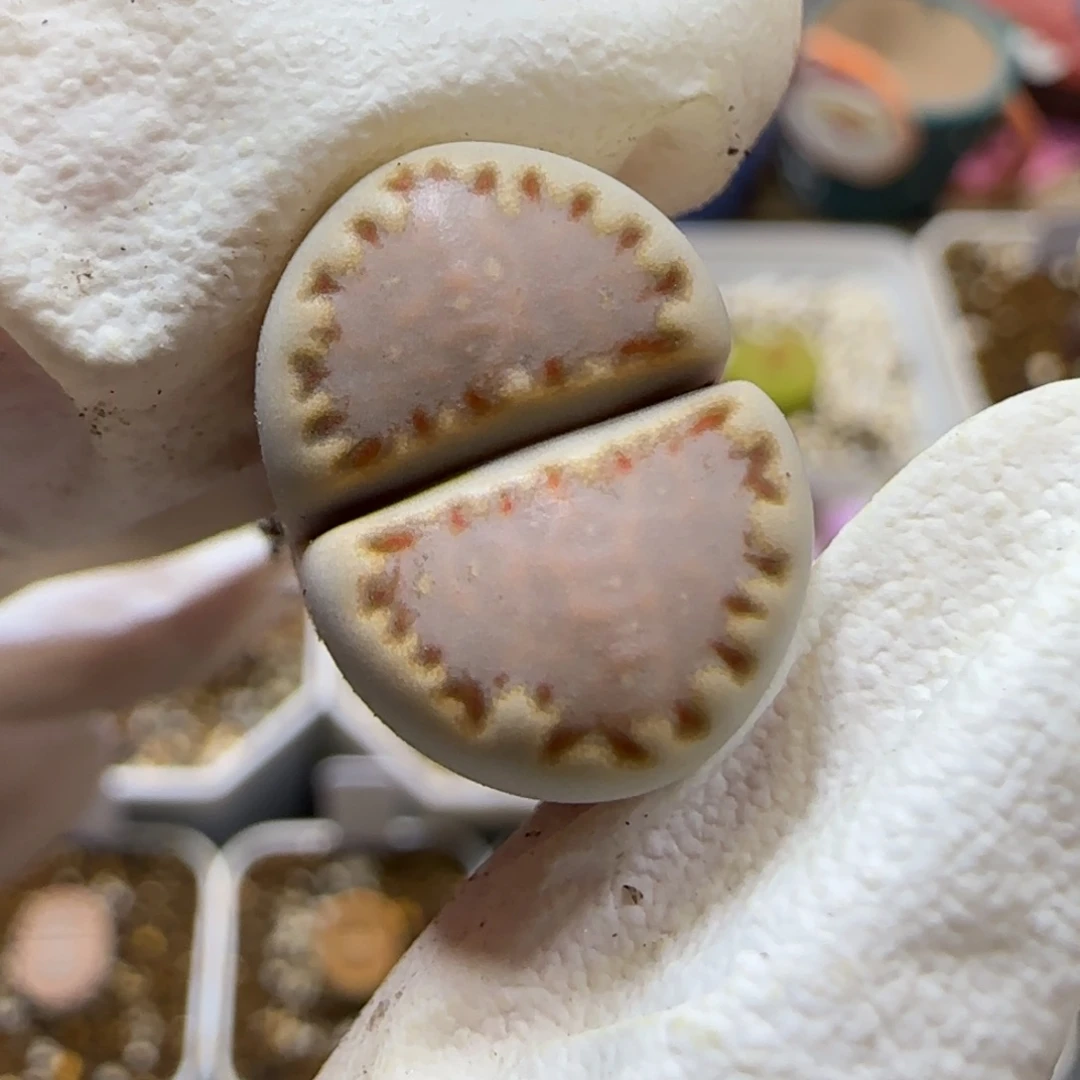 11.1  .1621.013饼干  .9018