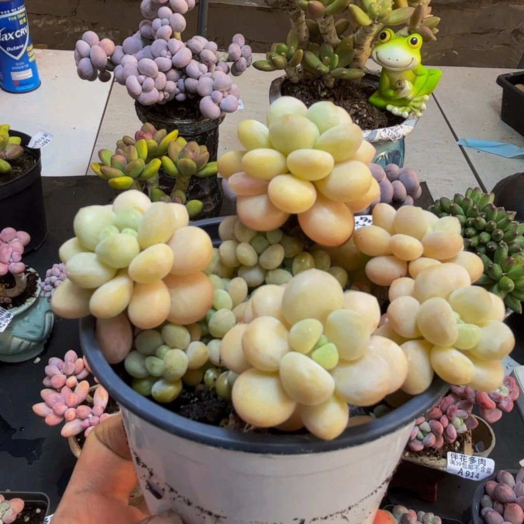 920/8cm洛可可多肉植物