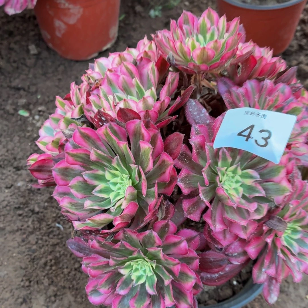 43号一物一拍红铜白