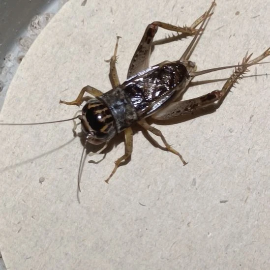 坤园份房蟋蟀蛐蛐