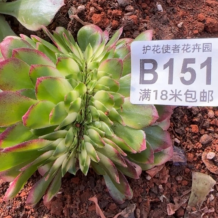 多肉法师龙鳞 缀化