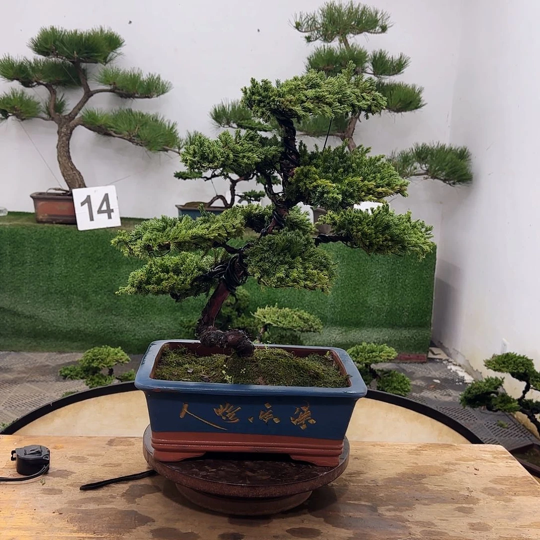 九*盆景盆景盆景盆景