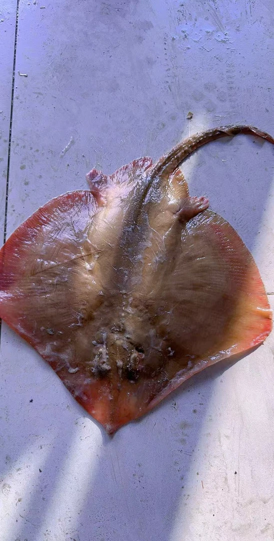 【小妖妹】皮口优选魔鬼鱼