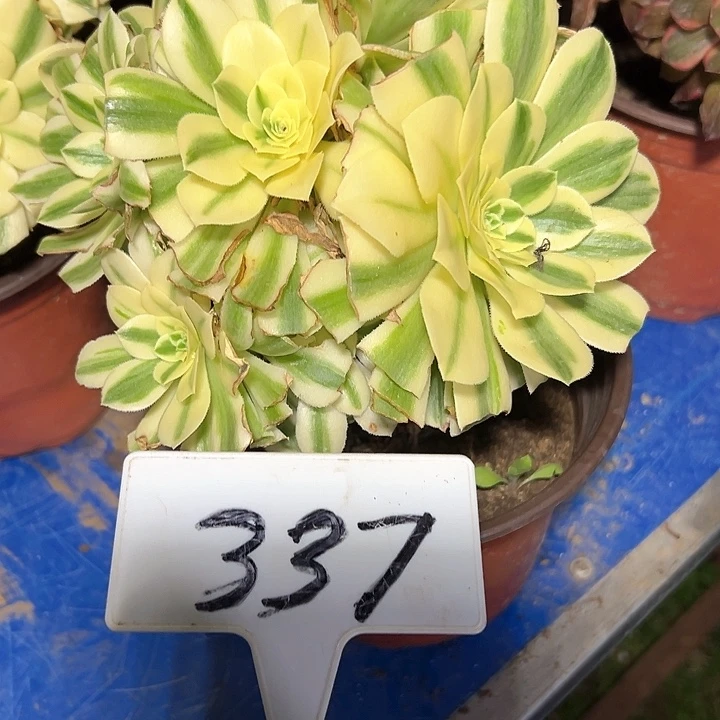 多肉植物迈巴赫法师