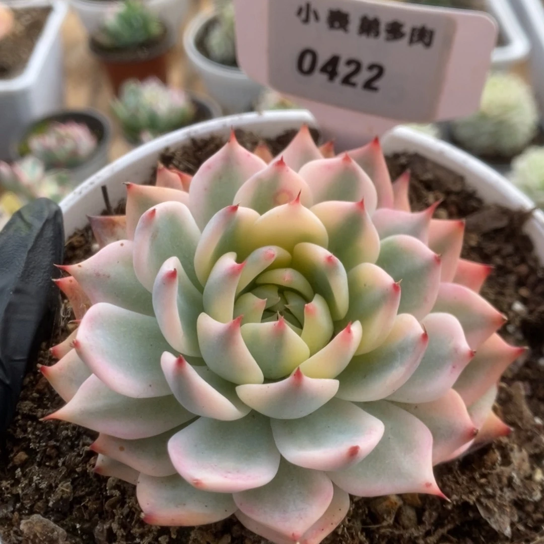 422吉娃娃锦锦锦锦锦锦