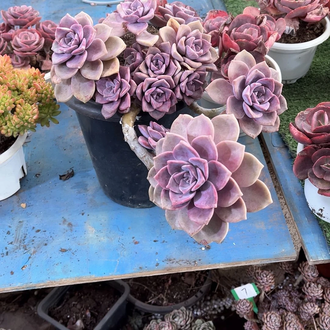 习*习紫了多肉植物52