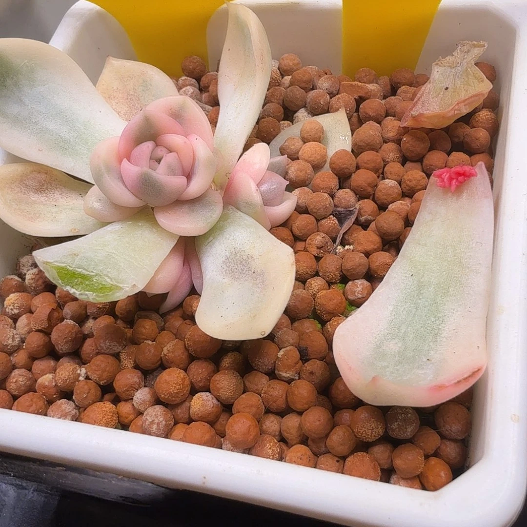 喂****东云锦，多肉植物。