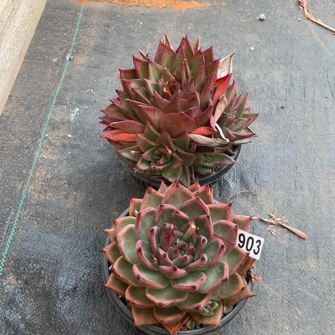 若如东云组拍903