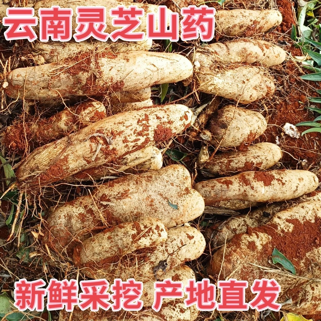 【新鲜现挖】正宗云南高山灵芝山药甜糯非铁杆棍山药秤砣山药