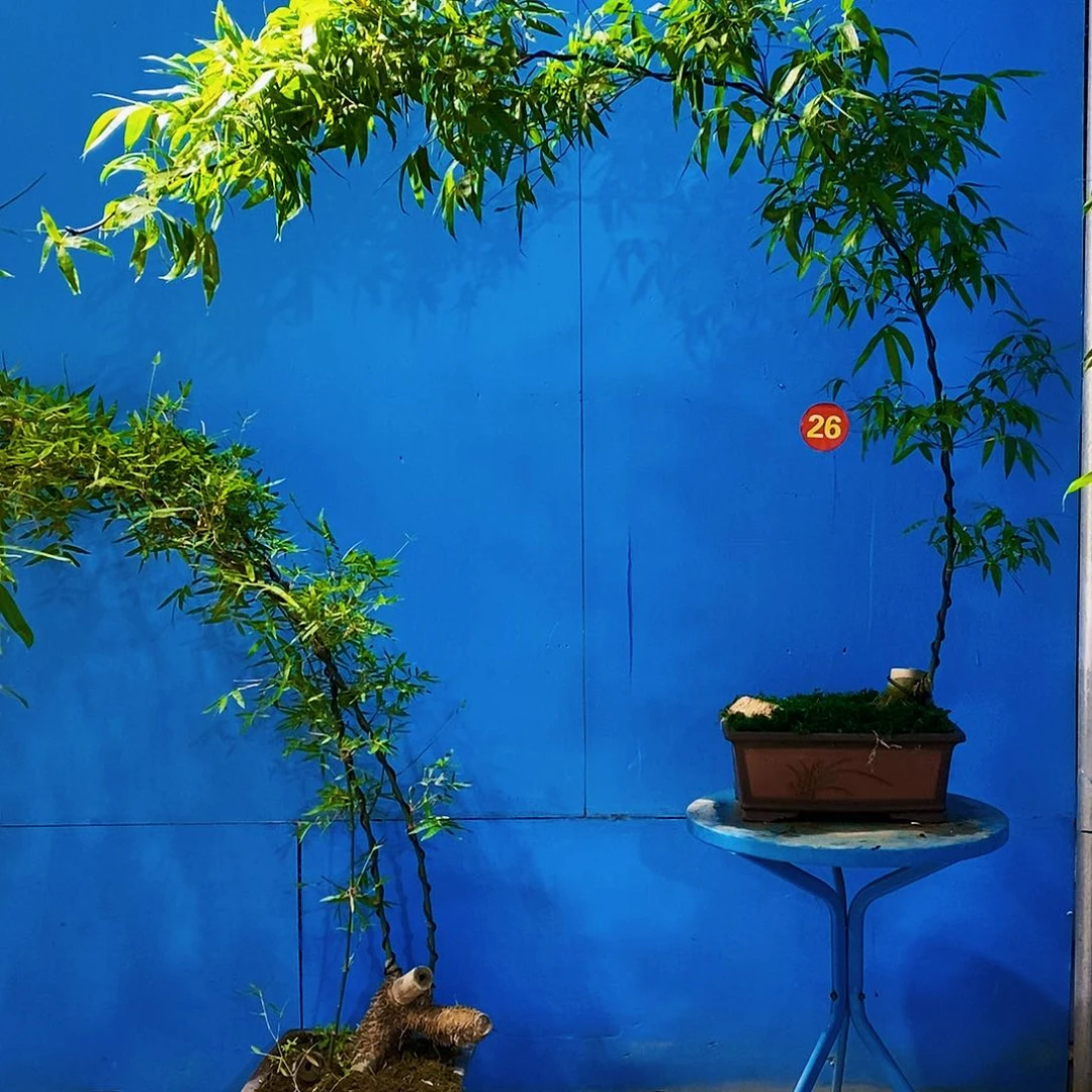 小叶簕竹一物一拍补差价