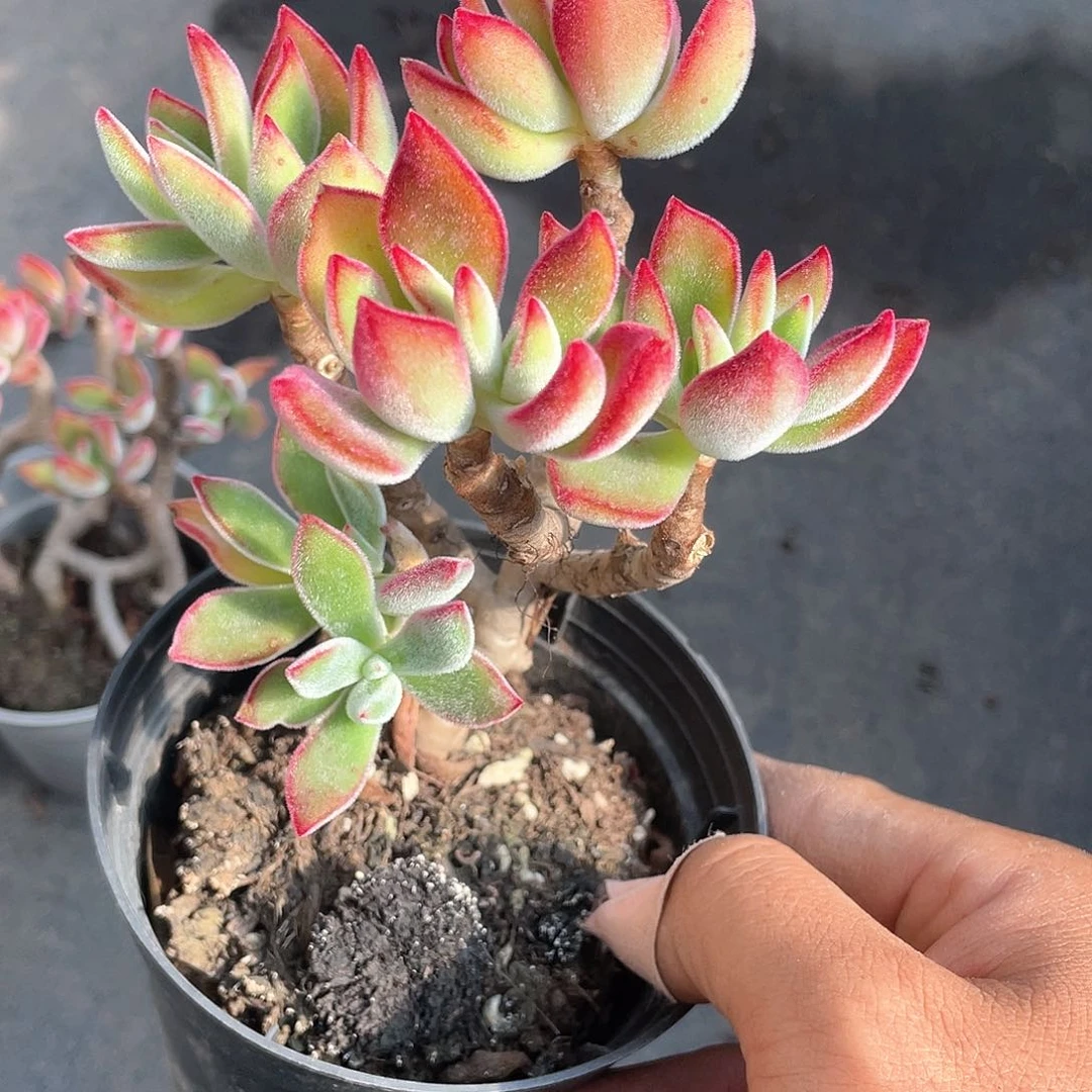 小老桩红兔耳老庄带盆发货