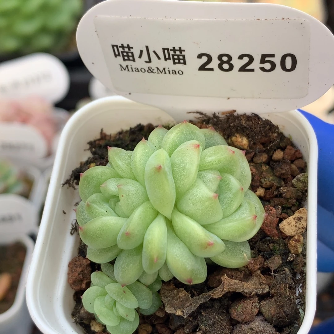 多肉植物杂交珍妮