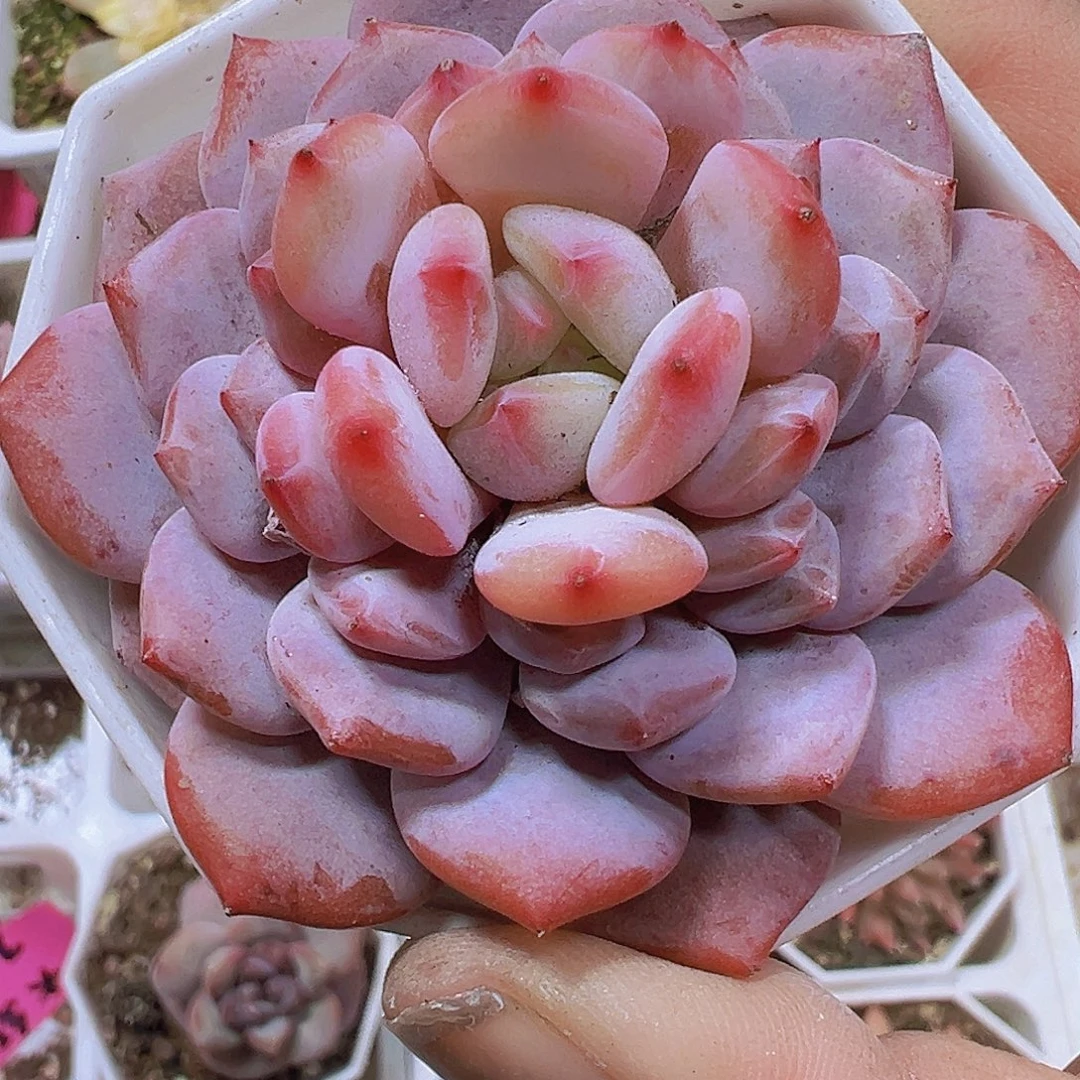 大单头玉芙蓉19包油