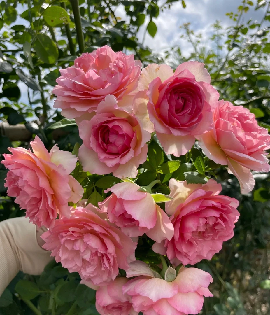 【罗伊 1.2米 左右 大花 浓香】爬藤植物花苗花卉阳台庭院四季开花