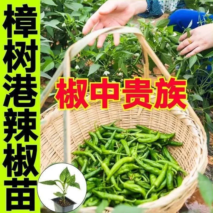 正宗樟树港辣椒苗秧苗辣椒秧苗香辣青椒苗种子尖椒黄瓜蔬菜苗千禧