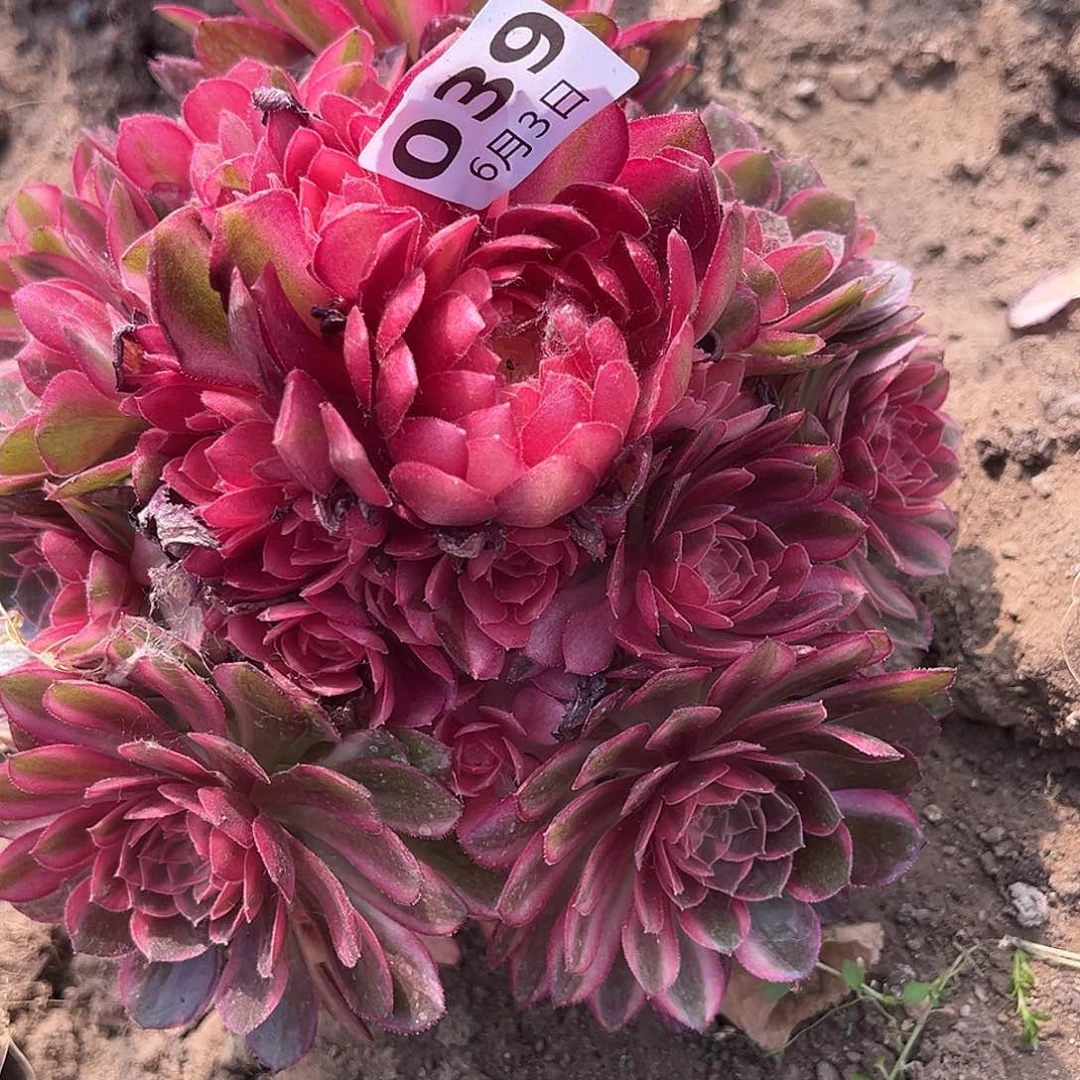 6.3-39黑魔锦多肉植物2