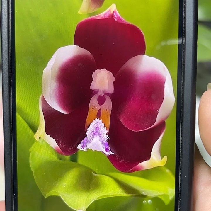 当前无花栽培后可以开花变色龙分生