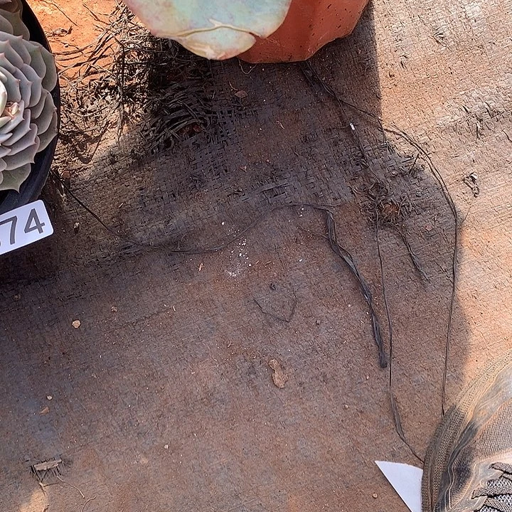 顽***兔363盆 10米  一物一拍多肉