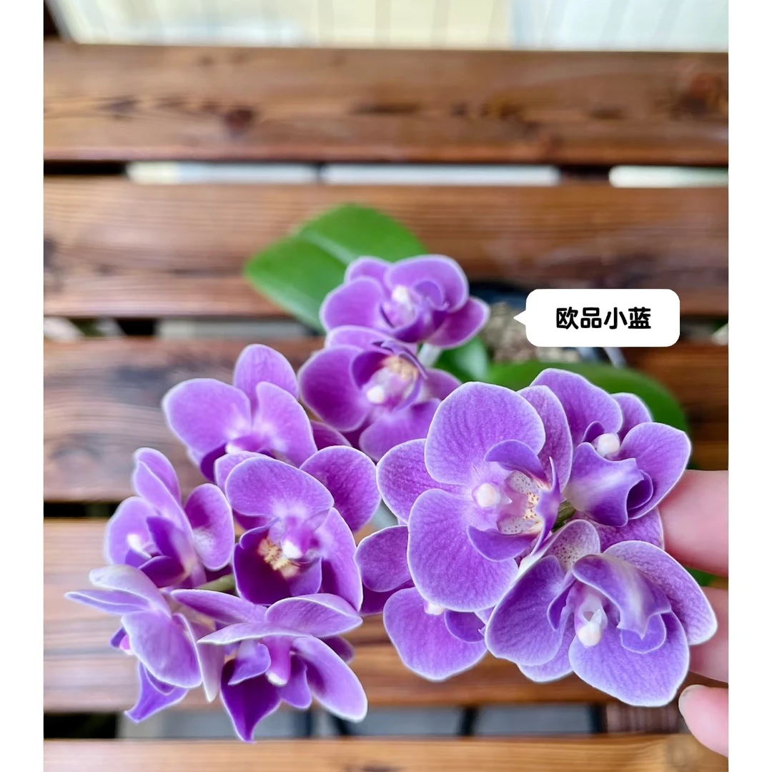 2.8寸杯带花剑《欧洲小蓝》蝴蝶兰花苗目前没有开花