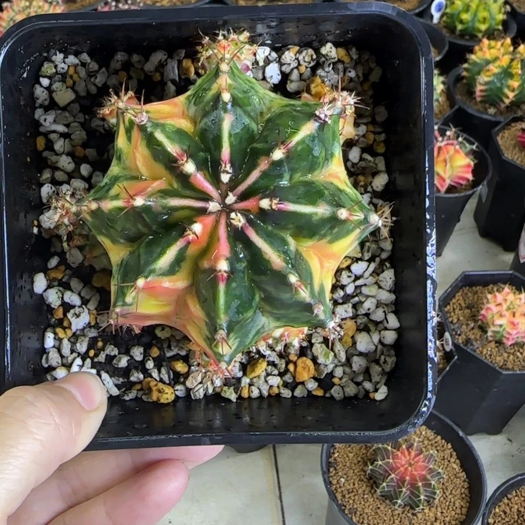 蔚***蓝米哈锦11棵福利价