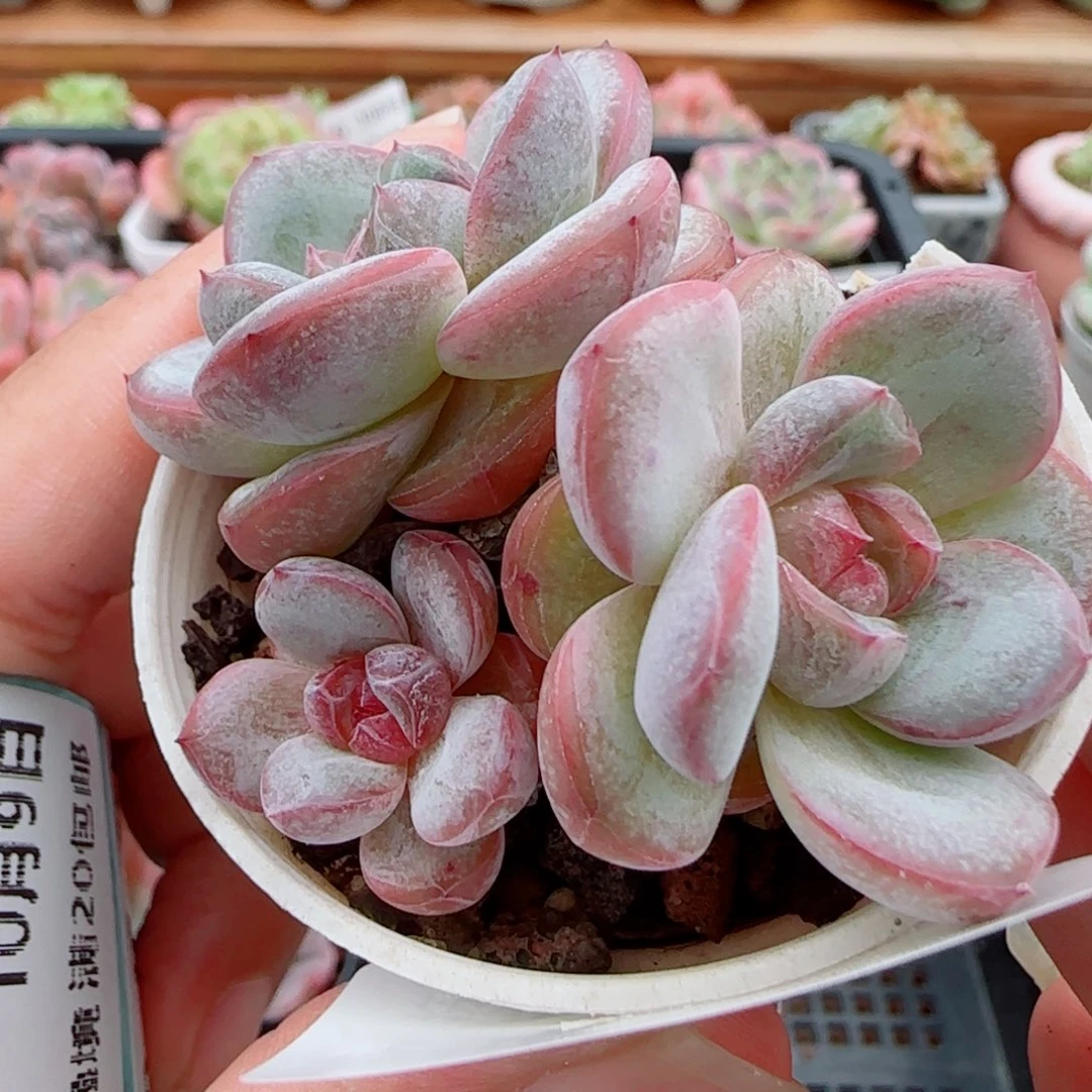 花语逸镜1009-209星星珍妮