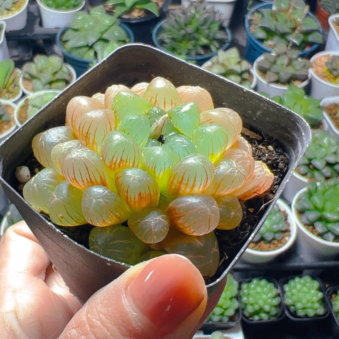 彩虹玉露多肉多肉多肉