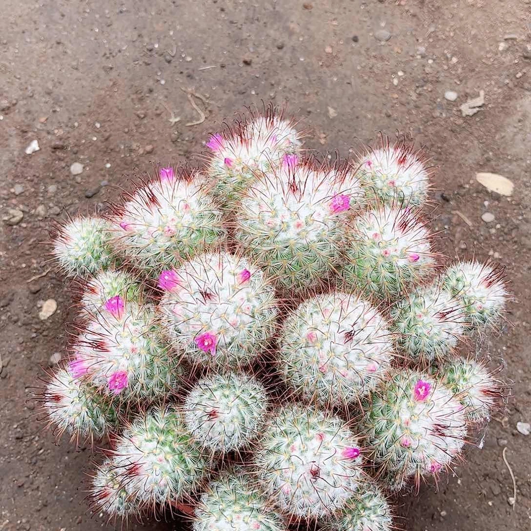 花一一一一一一一一一一