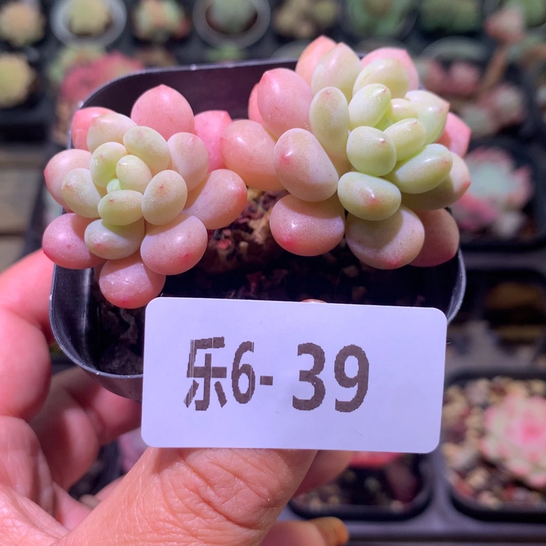 乐然 6-39 鱼子酱