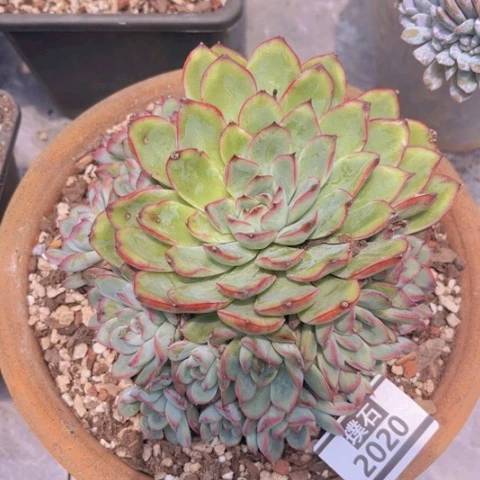荷花2020多肉植物