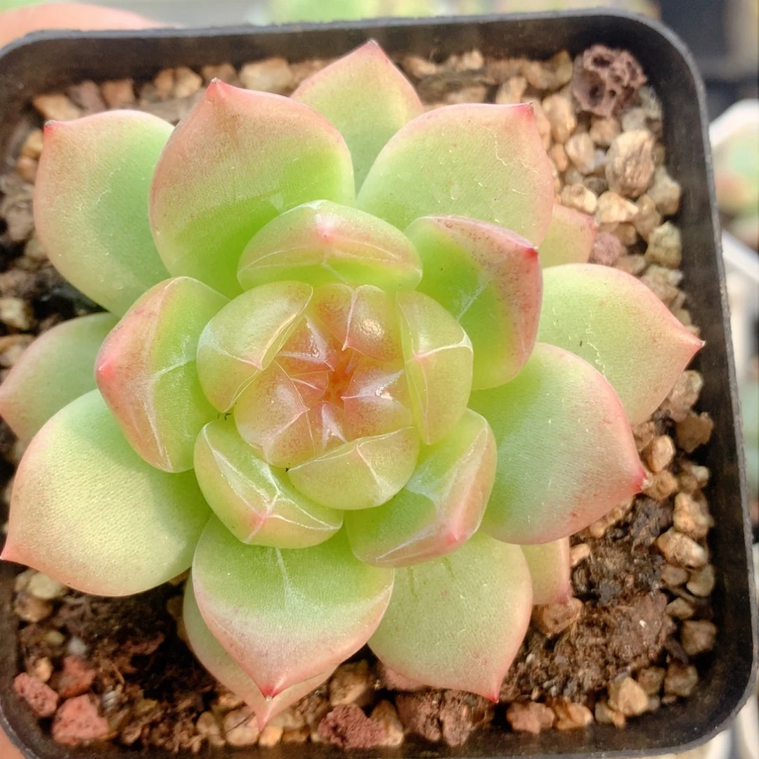 58包邮 群生不包整21