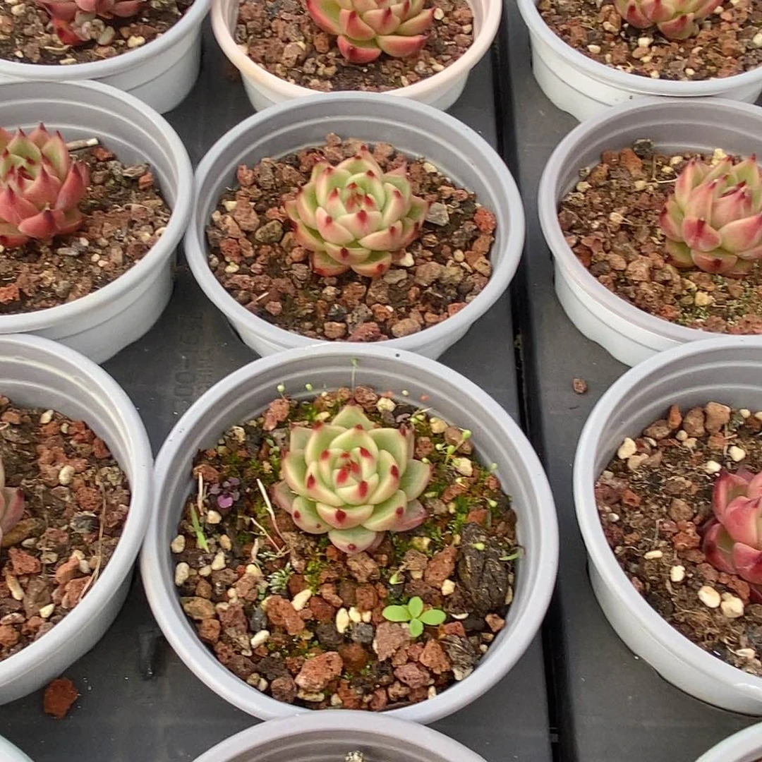 金汇园艺，团小蓝龙