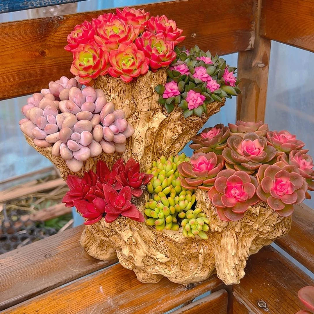 花火山多肉组合花园