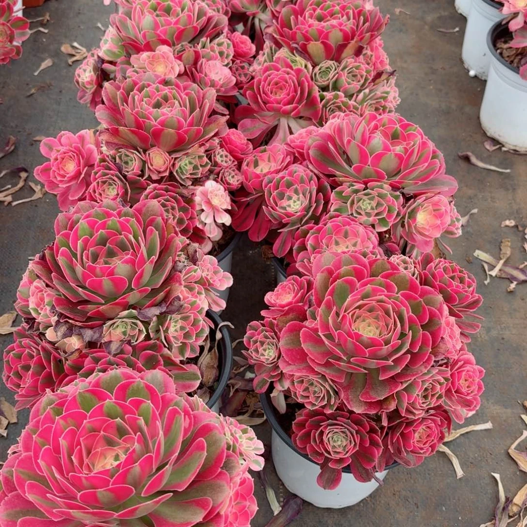 180粉女巫捧花多肉法师量拍一颗