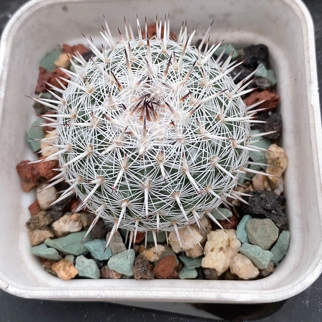 辣*?土土花花花花花花花花