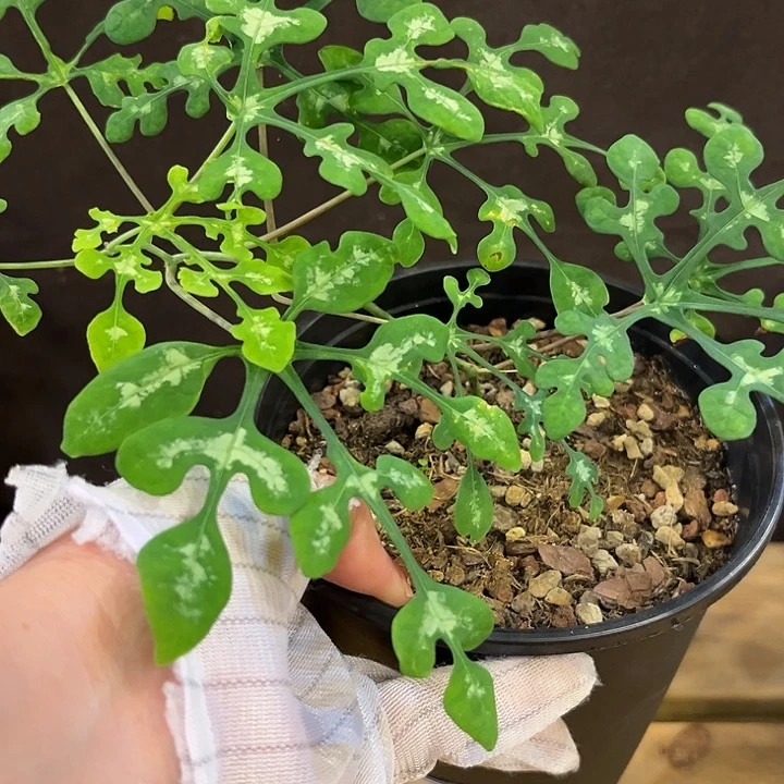 汤圆植物蓝宝石哈