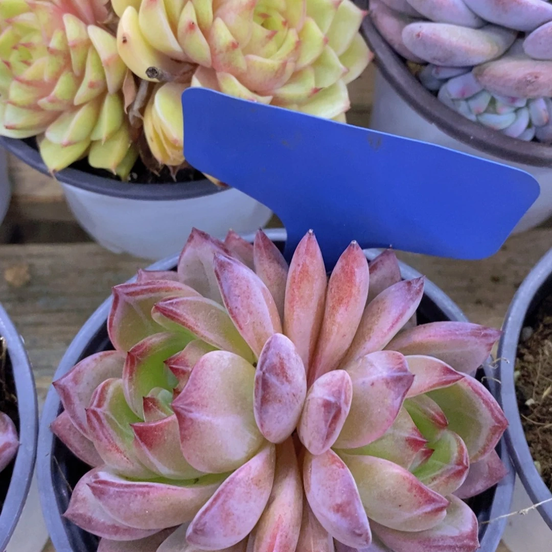 活动专场，最后一场