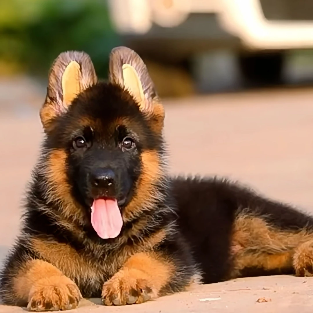 （小赵德牧家）T狗狗活体