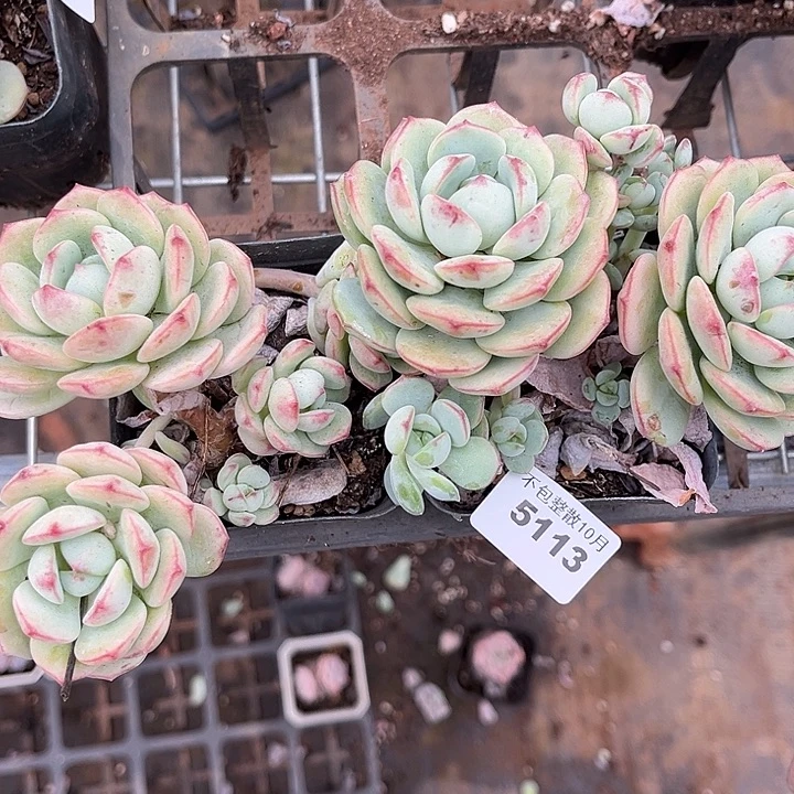 阿雅园艺。        5113香草