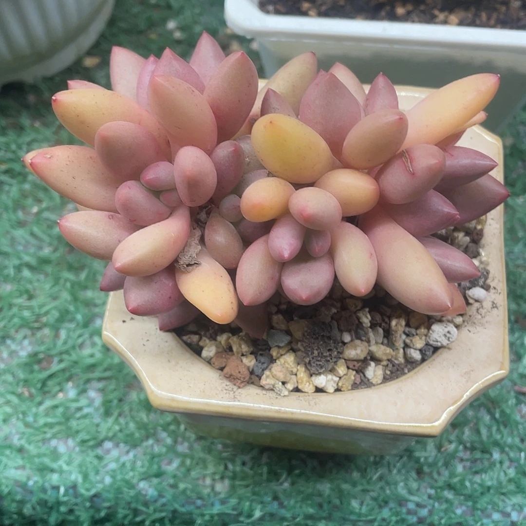 桃花源朵朵一物一拍28包邮非偏远v