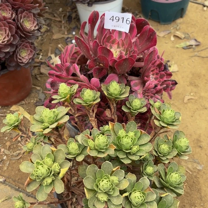 2颗多肉处理不包断头4916