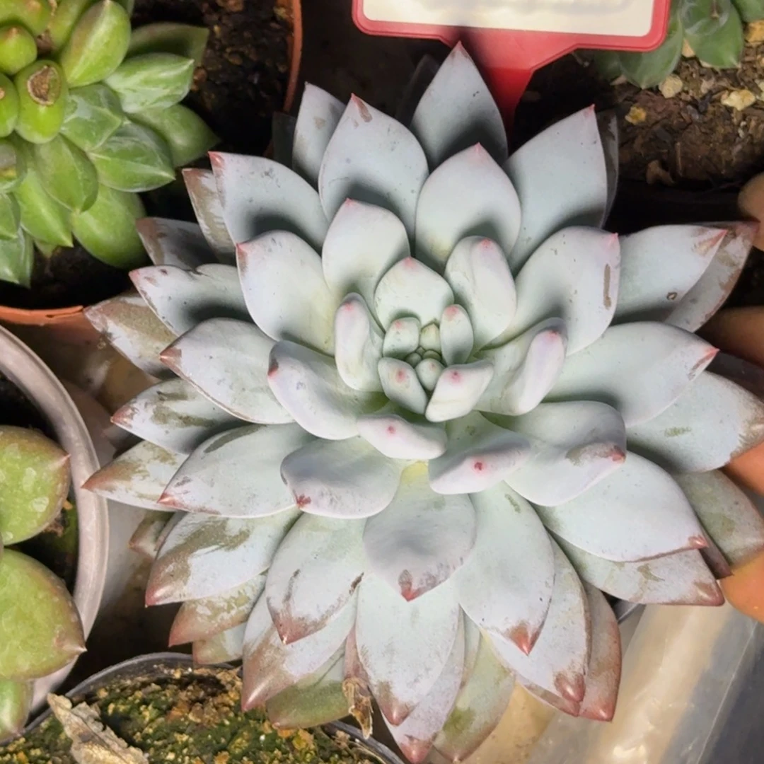 多肉植物新品美人759