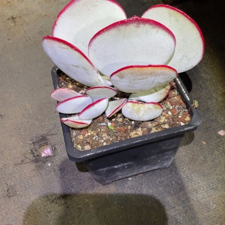 余***霖白眉多肉一物一拍