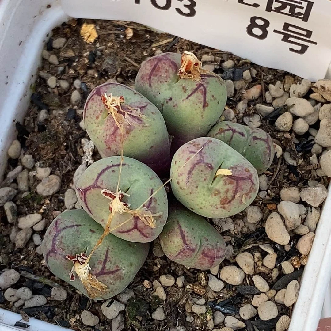 103-8-1527猴88折。