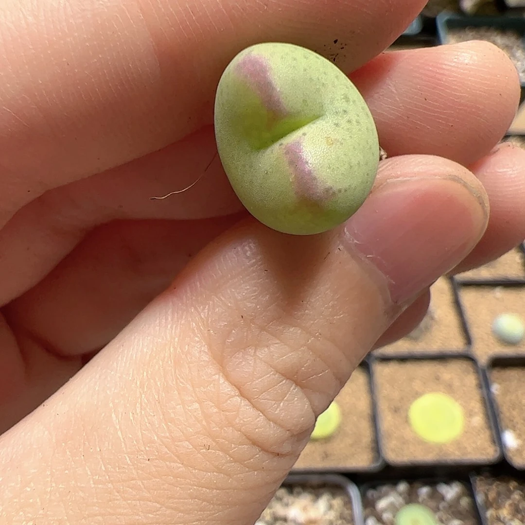 【闪购商品】287 桃杂