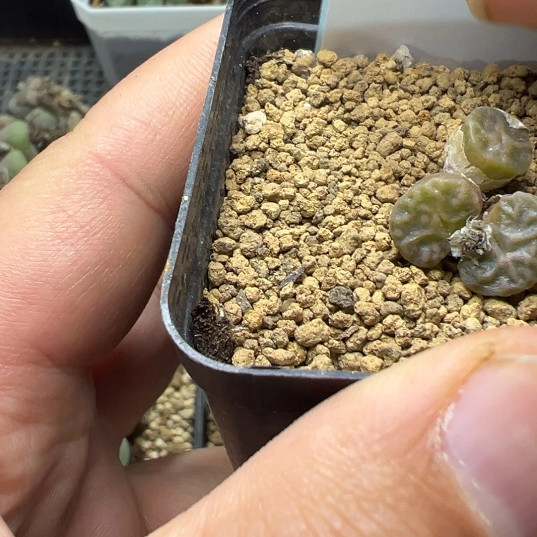 酸***酱12-59肉锥多肉植物