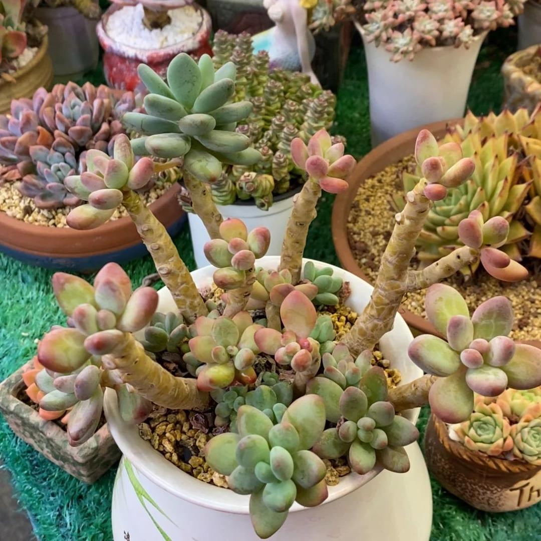 苹果奶多肉植物盆栽