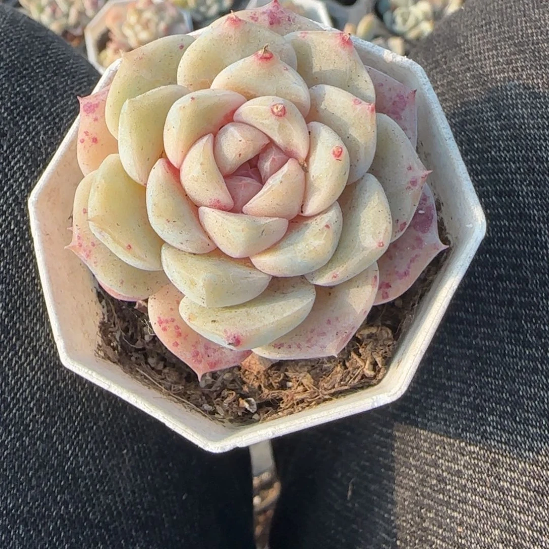 多肉小卡拉米糖心一物一拍