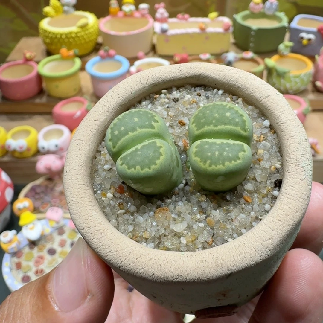 蘑菇1348绿饼多肉植物