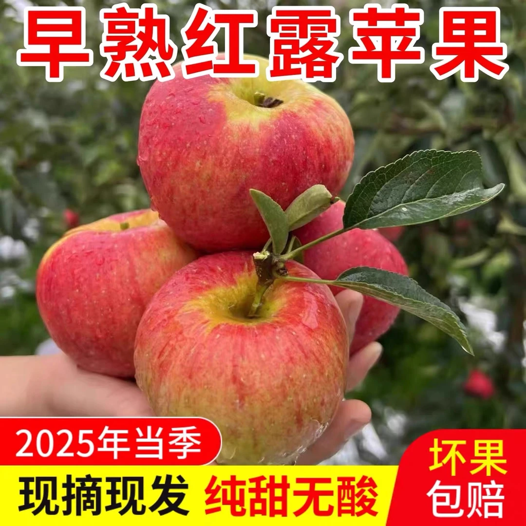 云南高山昭通红露冰糖心丑苹果新鲜当季果园现摘现发