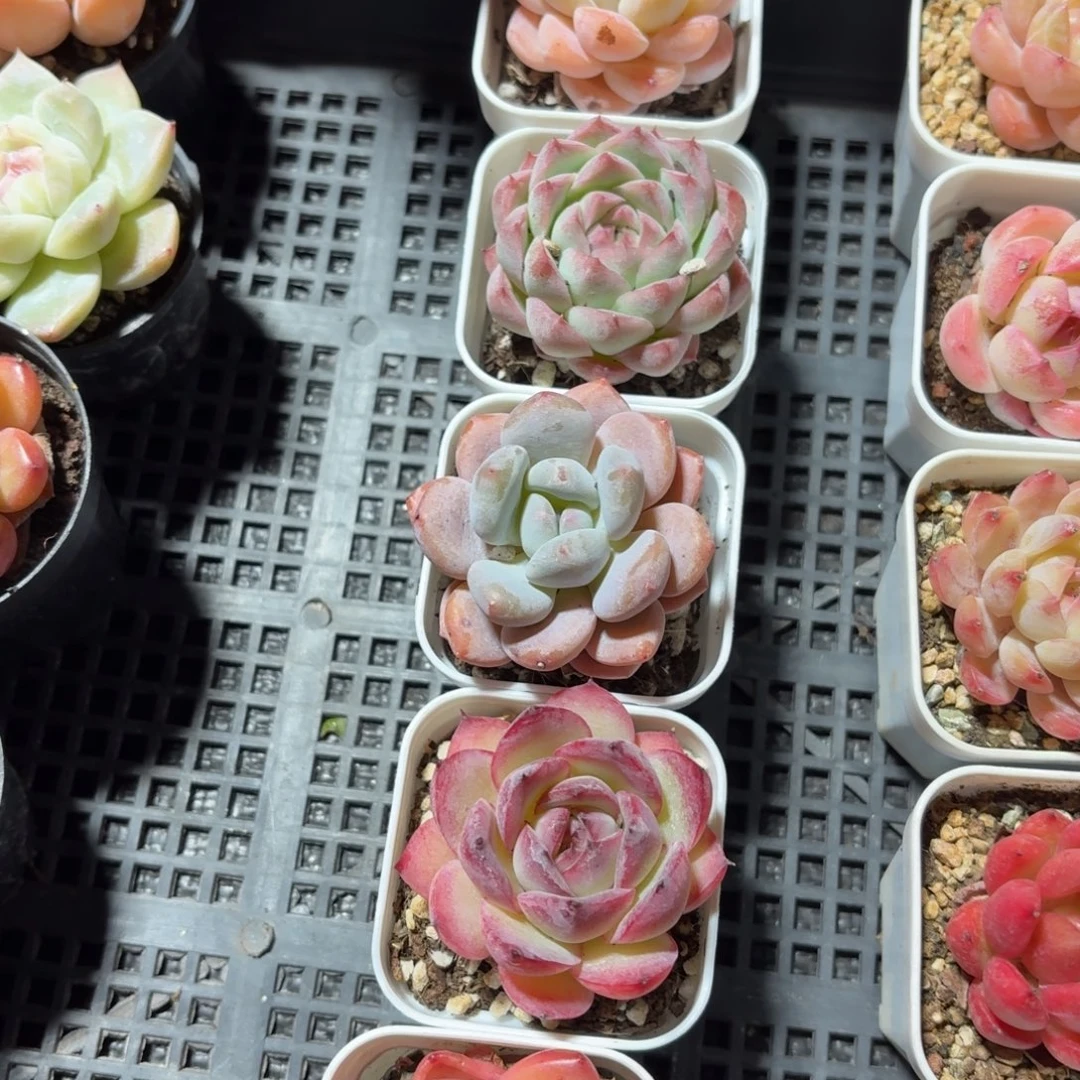 多肉杂交5颗一组822